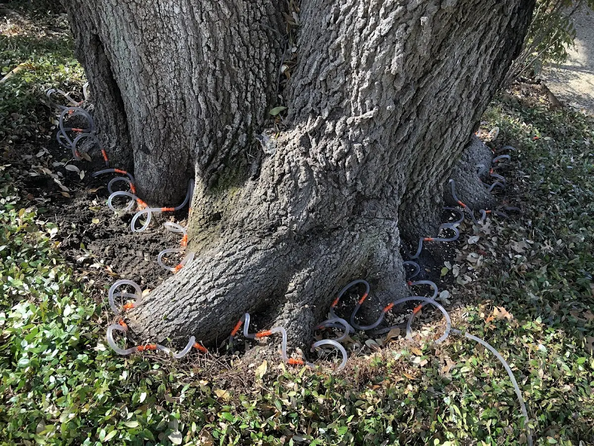 Detailed Tree Cabling and Bracing job site in Dixonville