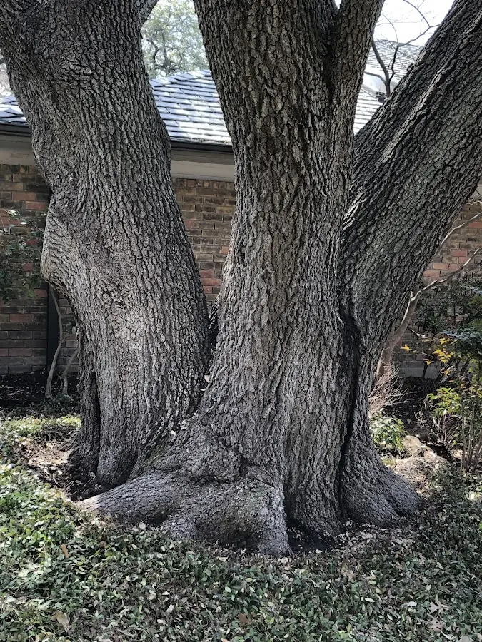 Mature heritage tree close to a Dixonville property cared for by certified arborists