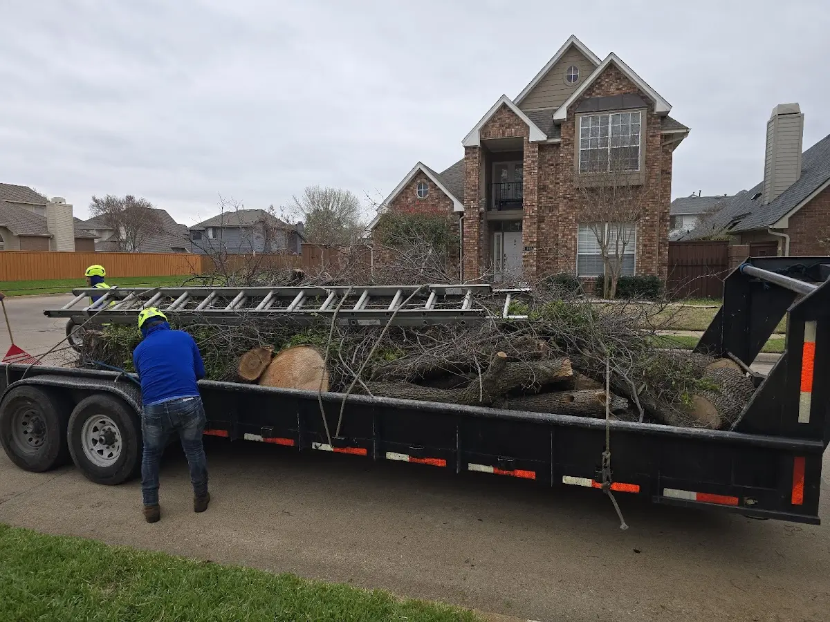 Expert Tree Removal with proper safety equipment in Dixonville